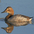 Female. Note: long black bill leading into a deeply sloping forehead.