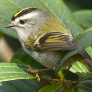 Adult female. Note: entirely yellow crown (no orange). Adult female. Note: entirely yellow crown (no orange).