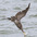 Brown Pelican diving for fish.